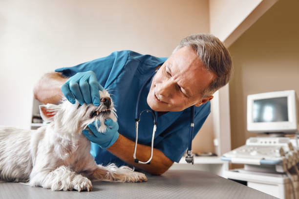 Best Same-Day Emergency Dental Services in Sheridan, AR